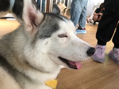 -Husky Go! 哈士奇体验馆·宠物咖啡厅狗咖