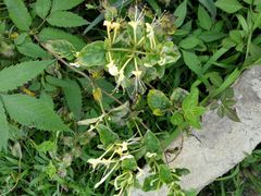 -同銮特种养殖场·龙虾垂钓