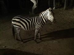 -清迈夜间动物园