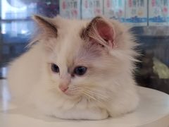 -楼上猫咖(罗湖店)