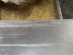 -叶氏麻糍(鼓浪屿店)