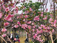 -天适樱花悠乐园