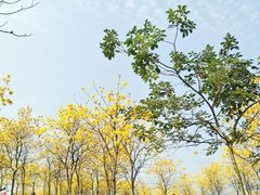 -松山湖南湖湾露营营地