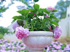 -名花谷生态庄园