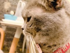 -猫色咖啡·猫咖