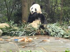 -中国大熊猫保护研究中心雅安碧峰峡基地