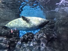 -上海海洋水族馆