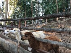 -清迈夜间动物园