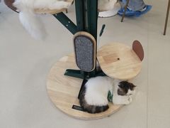 -共舞时光猫咖·狗咖(新街口店)