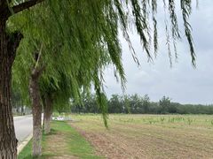 -汉长安城未央宫国家考古遗址公园