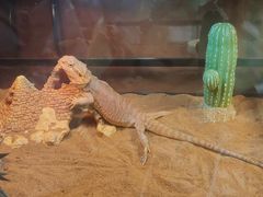 -帕帕拉兹宠物(亚洲旗舰店)