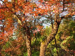 iphone_upload_pic-广州市石门国家森林公园