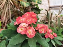 -北京植物园-展览温室