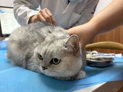 -宠福鑫动物医院·动物疾病诊疗中心(天通苑店)