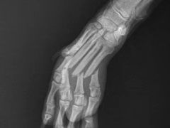 -菲尔斯特宠物医院