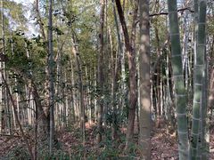 -上海佘山国家森林公园天马山园