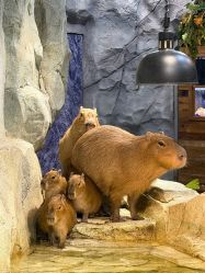 -Zoolung Zoolung动物主题公园(海信广场店)