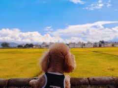 -喜林苑·稻田餐厅(品相府店)