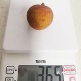 又到一年一度的记荔枝季～七上篇