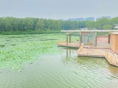 -大兴滨河森林公园