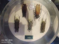 -陕西自然博物馆