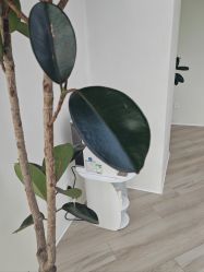 -HEYAN荷妍专业脱毛连锁机构