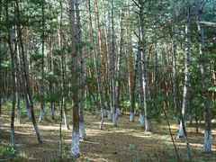 -帽儿山国家森林公园