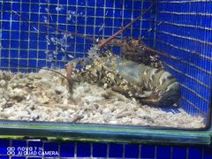 -青蓬蒸汽海鲜·深圳老字号·团建聚会(壹方城店)