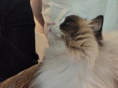 -平行世界·猫咖(首经贸店)