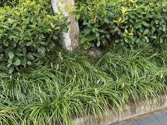 -自然风素食自助餐厅(黄河北路店)