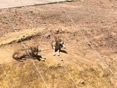 -鄂尔多斯野生动物园