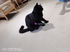 -藏猫猫咖啡主题馆(中央大道店)