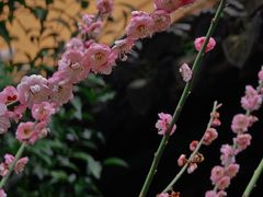 -龙华寺