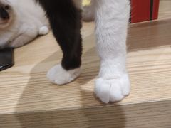 -绒爪撸猫下午茶·猫咖