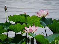 -荔湾湖公园
