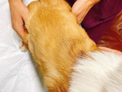 -A猫a狗全科·犬猫异宠·芥西宠物医院(南开总院)