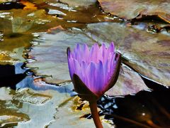 -国家植物园南园