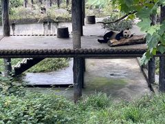 -中国大熊猫保护研究中心雅安碧峰峡基地