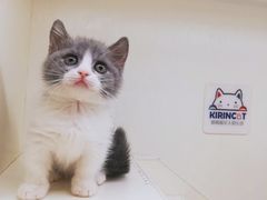 -十年猫舍·猫咪专门店(普陀店)