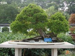-盆景园(扬州大运河文化旅游度假区)