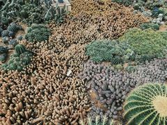 -深圳仙湖植物园