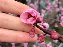 -上海港国际客运中心1号游艇码头