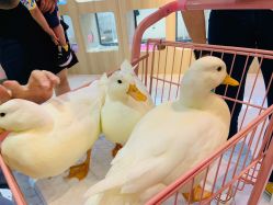 -Moni星球萌宠·小马宝莉·灵蛇·高端高阶全萌宠互动体验俱乐部(红豆国际广场店)