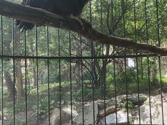 -吉林市朱雀山国家森林公园