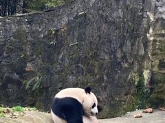 -都江堰中华大熊猫苑