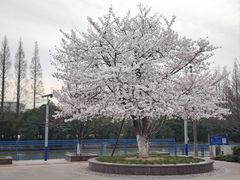 -高东镇樱花园