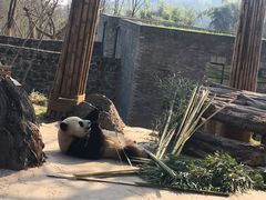 -都江堰中华大熊猫苑