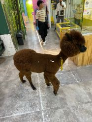 -神奇动物撸宠馆·羊驼·小浣熊·异宠(豫园店)