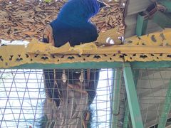 -瑞丽独树成林风景区