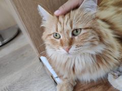 -MOCHA明星猫咖(田子坊店)